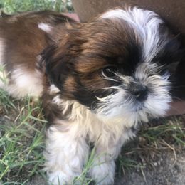 Shih Tzu Puppies from Alicia Jimenez
