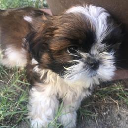 Shih Tzu Puppies from Alicia Jimenez