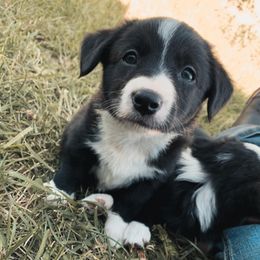 American Corgis and Companion Crosses from R and b corgis and farm