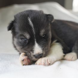Leander - Black and white male Siberian Husky puppy in Wiscasset, Maine from Running with Huskies