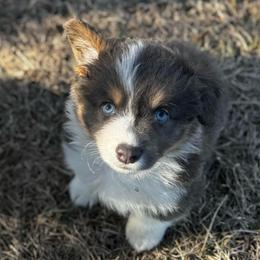 Jingle - Blue male Pembroke Welsh Corgi puppy in Nortonville, Kansas from Low Riders Corgis & Mini Aussies