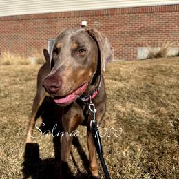 Salma - Fawn (isabella) and rust female Doberman Pinscher puppy in Aurora, Indiana from Double-Take Doberman Kennels