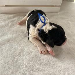 Butterfinger - Black and white male Bernedoodle puppy in Luana, Iowa from Country View Bernedoodles and Goldendoodles