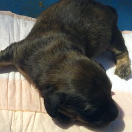 DB's Clarke Jig - Red male Dachshund puppy in Summerfield, Florida from D & B Ranchette