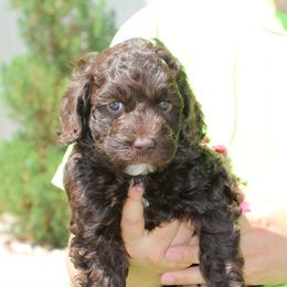 Tootsie - Chocolate Labradoodle puppy in Las Vegas, Nevada from Patriot Labradoodles