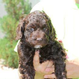 Tootsie - Chocolate Labradoodle puppy in Las Vegas, Nevada from Patriot Labradoodles