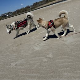 Siberian Husky Puppies from Young Orchard Siberians