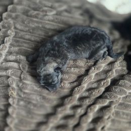 Eclipsa - Black and silver female Keeshond puppy in Logan, Ohio from Hocking Hills Keeshonds