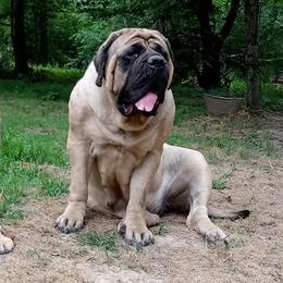 Mastiffs from Sylvan Mastiffs