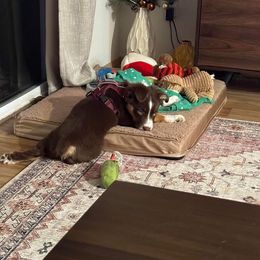 Australian Shepherd Puppies from Van Huitt Australian Shepherds