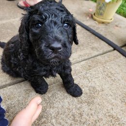 Goldendoodle Puppies from Hadie's Doodles