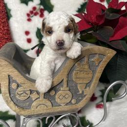 Noel - Parti female Goldendoodle puppy in Roseburg, Oregon from Dbos Furry Friends