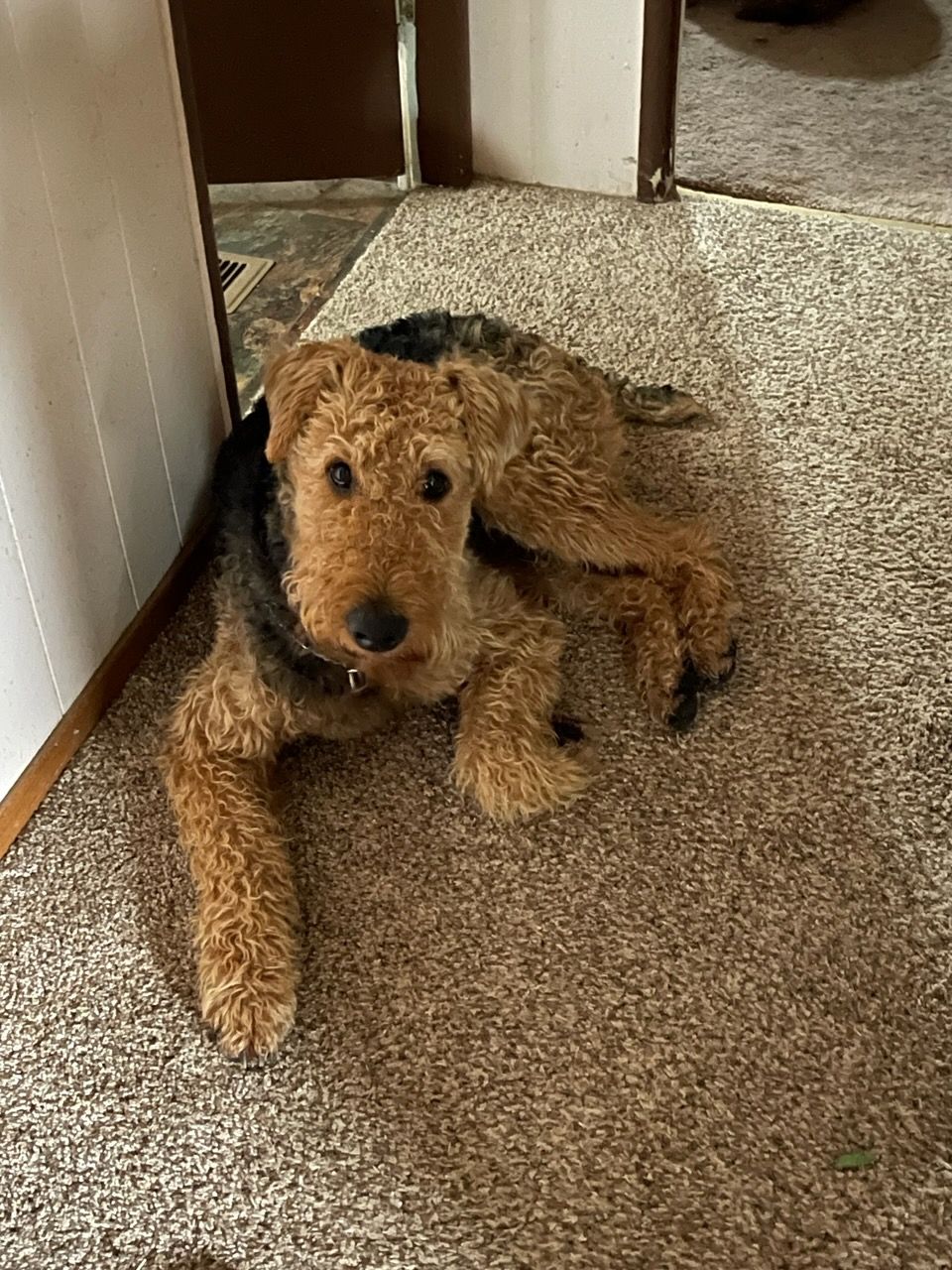 Callahan Ranch Dogs in Washington Airedale Terrier puppies Good Dog