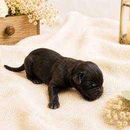 Rosie Cotton - Black female Great Dane puppy in Citra, Florida from AEW Farm