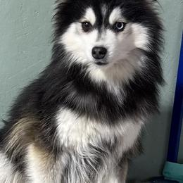 Lacey - Alaskan Klee Kai