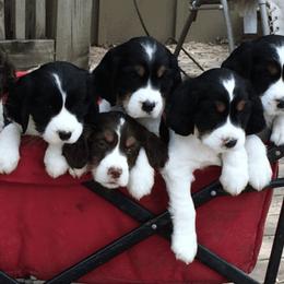 English Springer Spaniels from Springers Of Oz