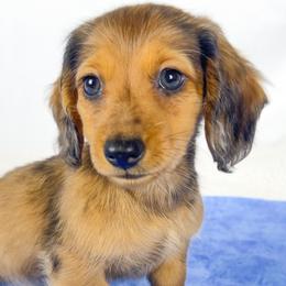 Peanuts - Red male Dachshund puppy in Sacramento, California from MiniDoxPups