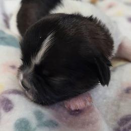 Plum - Brindle and white female Shih Tzu puppy in North Carolina from WillowCreek Mountain View Shih Tzu