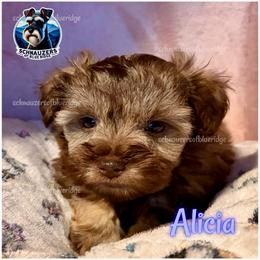 Alicia - Liver female Miniature Schnauzer puppy in Spruce Pine, North Carolina from Schnauzers of Blue Ridge