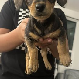 Dachshund puppies from Hot Diggity Doxies of NM