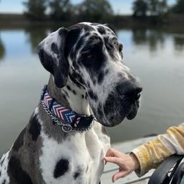 Delta - Great Dane