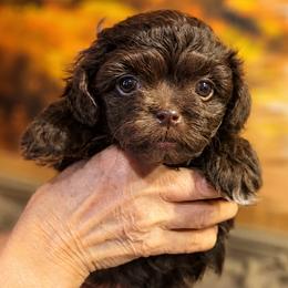 Blueberry - Brown male Russian Tsvetnaya Bolonka puppy in Philmont, New York from BlackberryBRT