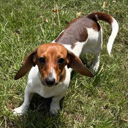 Millie - Dachshund