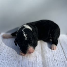 Bernedoodle Puppies from East Coast Bernedoodles