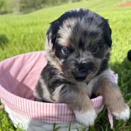 LIZ - Blue merle female Australian Shepherd puppy in Christiana, Tennessee from Vaught Family Farm