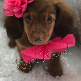 Dachshund Puppies from The Royal Kennel