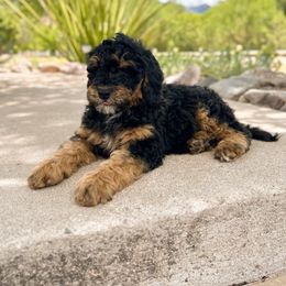 Fisher - Phantom Bernedoodle puppy in Thatcher, Arizona from Brush Fire Doodles
