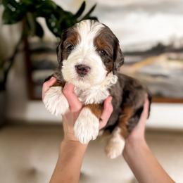 Elbert - Blue merle male Bernedoodle puppy in Ammon, Idaho from Little Stone Bernedoodles