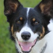 Australian Koolies from Tenacious Dogs