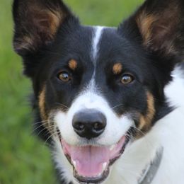 Australian Koolies from Tenacious Dogs