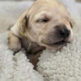 Light Green Tinker Bell - Light golden female Golden Retriever puppy in Limon, Colorado from Big Sandy Golden Retrievers