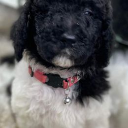 Goldendoodle and Poodle Puppies from Elizabeth Rocha's Doodles