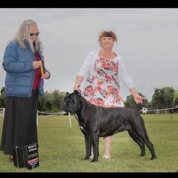 Sable - Cane Corso