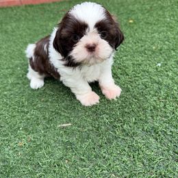 AKC Cocoa Belle - Red and white female Shih Tzu puppy in Long Beach, California from Prieto Shih-Tzu's