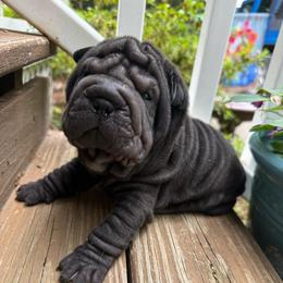 Hera - Black female Chinese Shar-Pei puppy in North Carolina from Amy Mahaffey's Chinese Shar-Pei