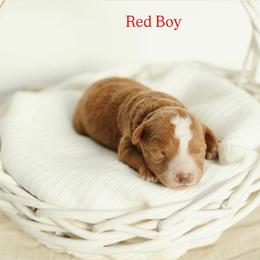 Red boy - Red  male Goldendoodle puppy in Rio Linda, California from GoldendoodlePaw