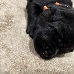 Mike - Black male Labrador Retriever puppy in Mesa, Arizona from Merakxel Kennels
