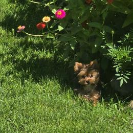 Fuzzy - Gold male Yorkshire Terrier puppy in Slate Hill, New York from Wendy's AKC Teacup and Micro Darlings Hudson Valley