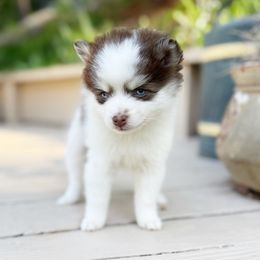 Cinnamon role - Red and white female Pomsky puppy in Grass Valley, California from Karalot Pomskies