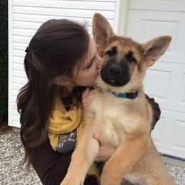German Shepherd Puppies from DogSmith Purebreds