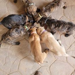 Perro de Presa Canario Puppies from Mesquite Creek Kennels
