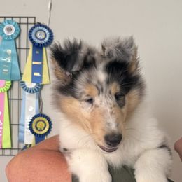 Cassiopeia - Blue merle white and tan female Collie puppy in Mebane, North Carolina from Fianna Collies