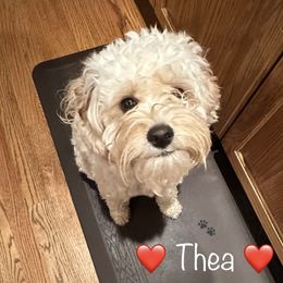 Cavapoo All Grown Up from Kauth Design Cavapoos