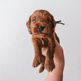 Alder (Blue) - Red  male Goldendoodle puppy in Beaverton, Oregon from Henry Elliots