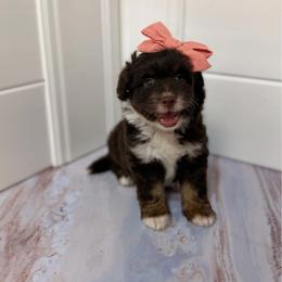 Mary-Kate - Red tri-color female Aussiedoodle puppy in Sweetwater, Florida from Sandy Snout Doodles
