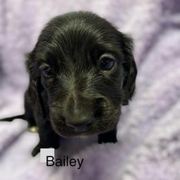 Bailey - Black female Dachshund puppy in Huntington, Arkansas from Rockstar.Weiners